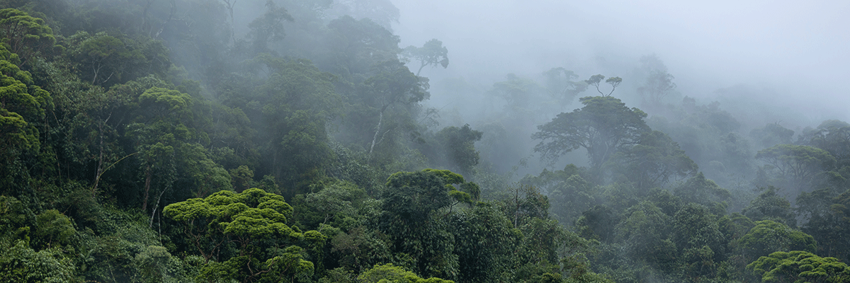 Cloud formation in Brazilian amazon rainforest during monsoon wet season with treetops sticking out of abundant woods on a mountain slope. Climate change and natural phenomenon concept.